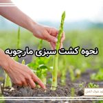 نحوه کشت سبزی مارچوبه