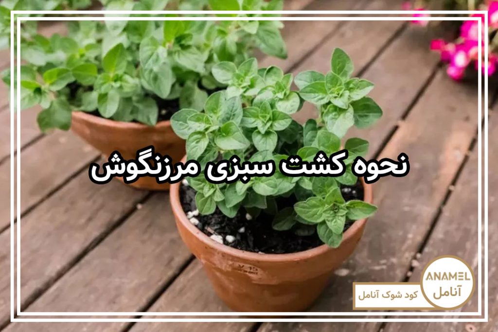نحوه کشت سبزی مرزنگوش