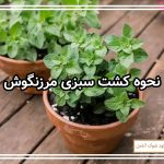 نحوه کشت سبزی مرزنگوش