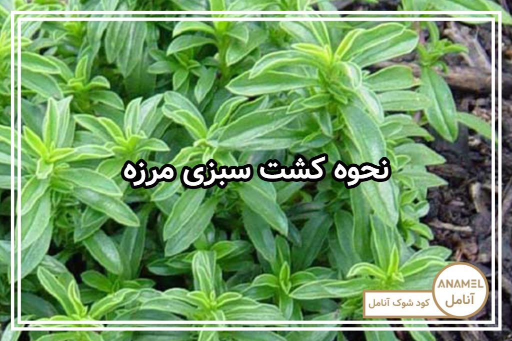 نحوه کشت سبزی مرزه