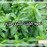 نحوه کشت سبزی مرزه