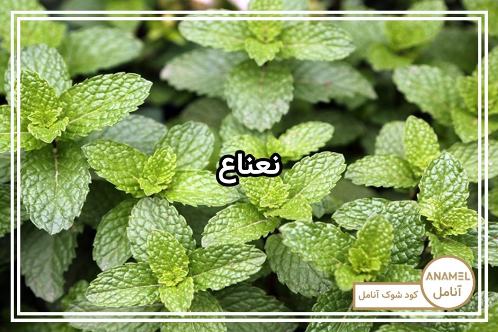 نحوه کشت سبزی نعناع