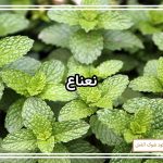 نحوه کشت سبزی نعناع