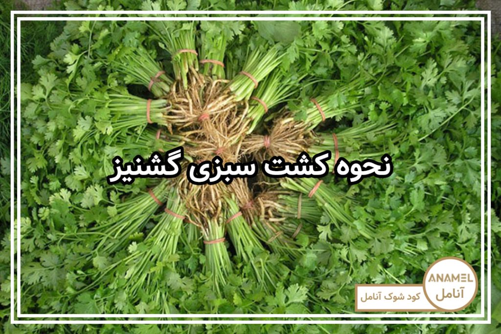 نحوه کشت سبزی گشنیز