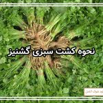 نحوه کشت سبزی گشنیز