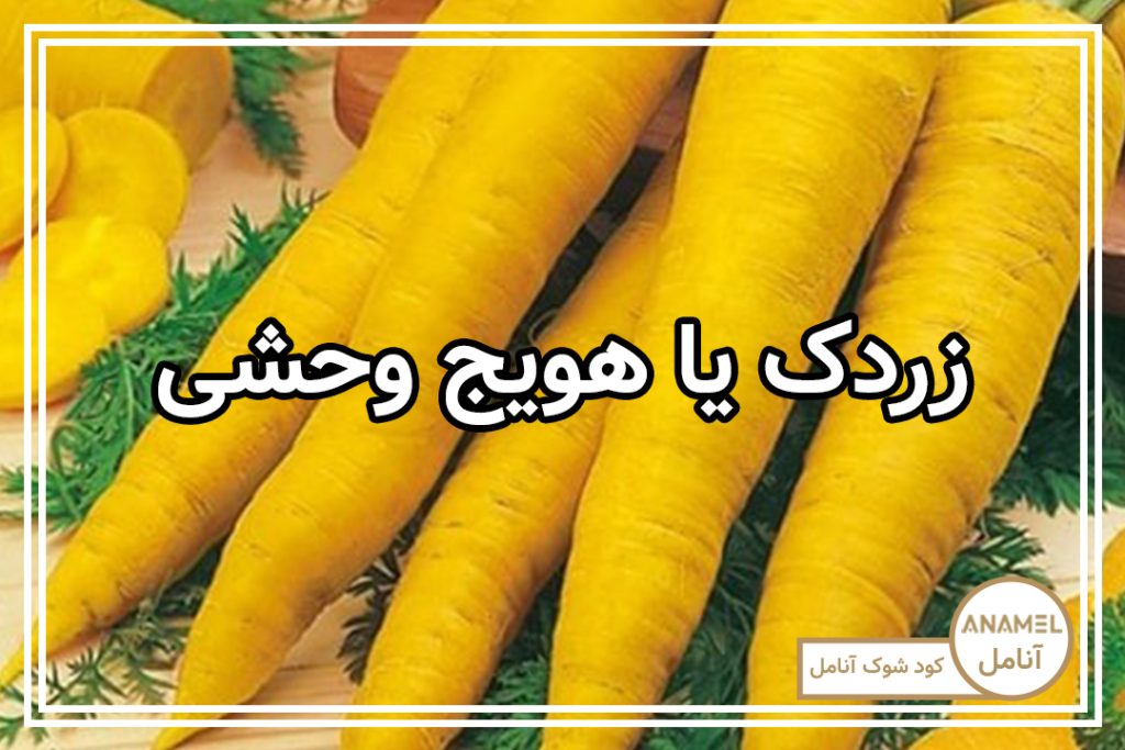 نحوه کشت و پرورش زردک