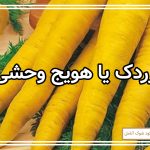 نحوه کشت و پرورش زردک
