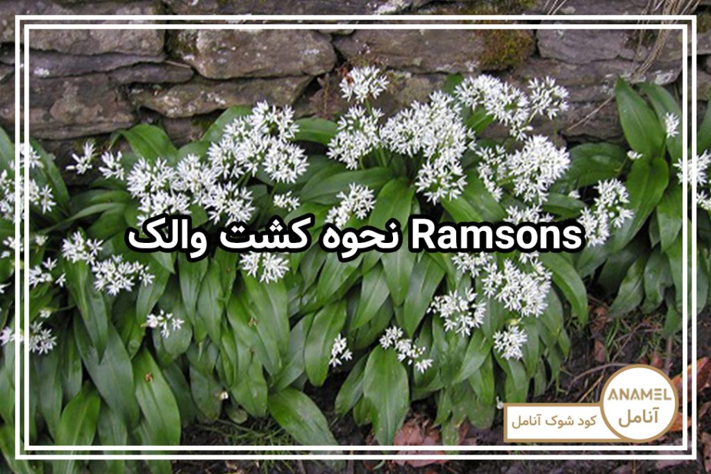 نحوه کشت والک Ramsons