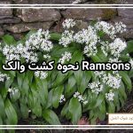 نحوه کشت والک Ramsons