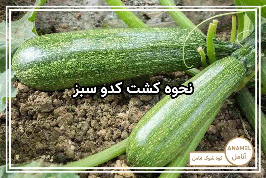 نحوه کشت کدو سبز