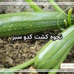 نحوه کشت کدو سبز