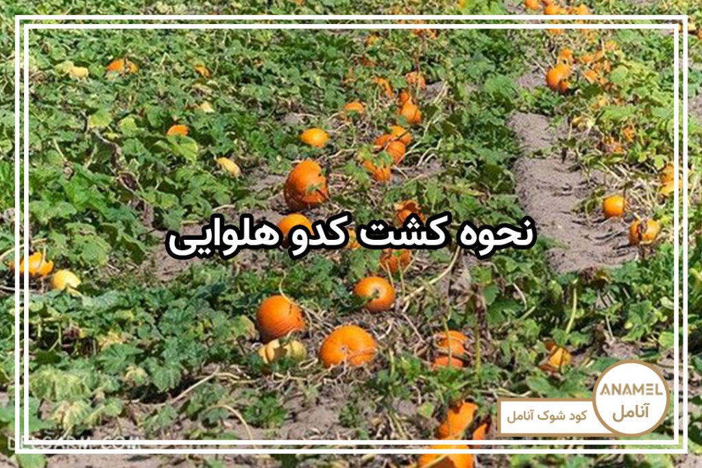 نحوه کشت کدو هلوایی