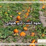 نحوه کشت کدو هلوایی