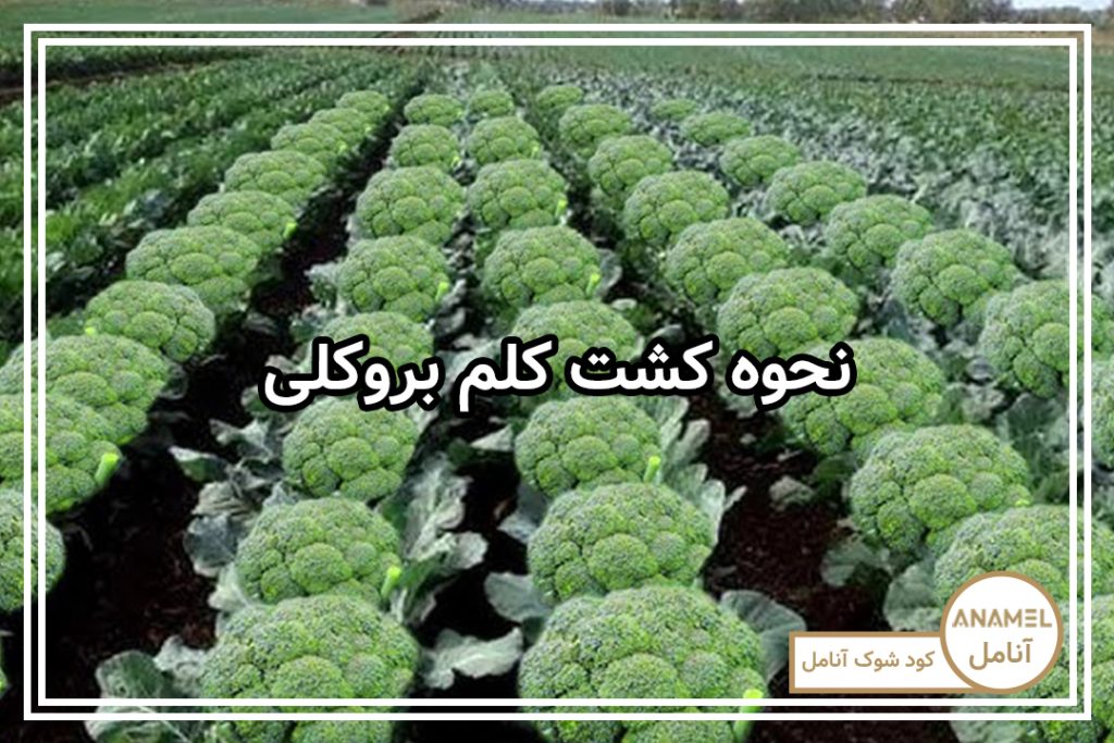 نحوه کشت کلم بروکلی