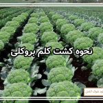 نحوه کشت کلم بروکلی