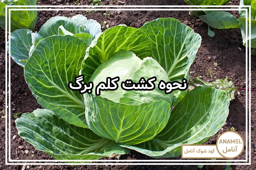 نحوه کشت کلم برگ