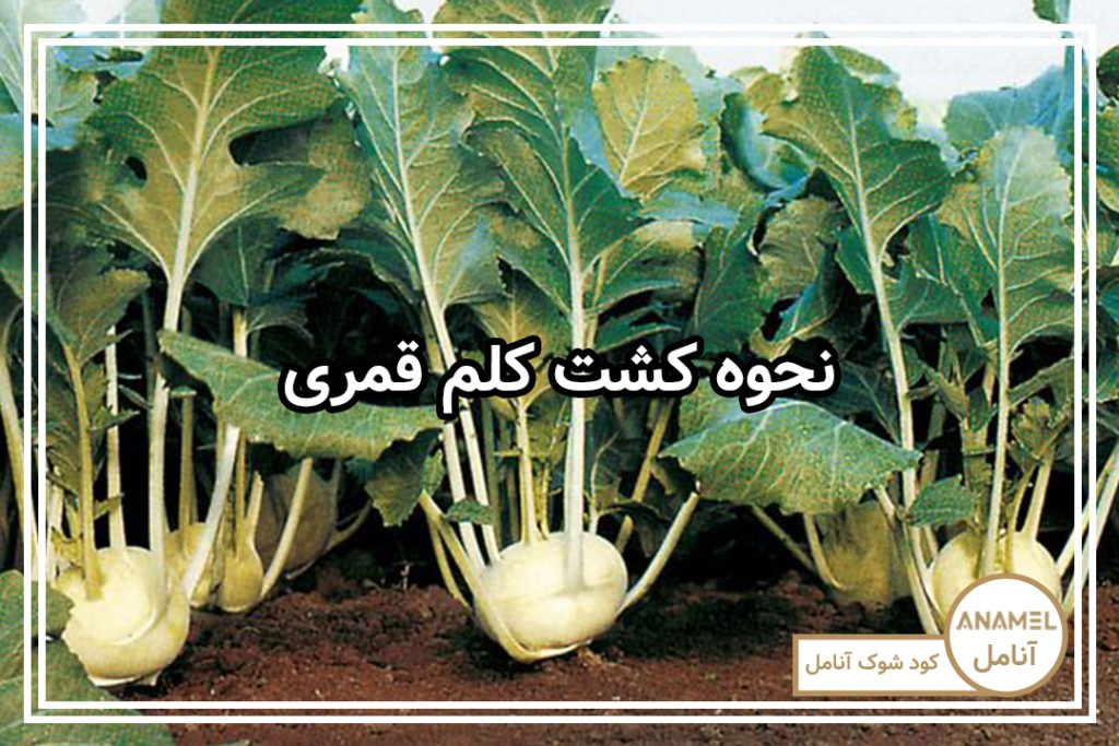 نحوه کشت کلم قمری