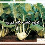 نحوه کشت کلم قمری