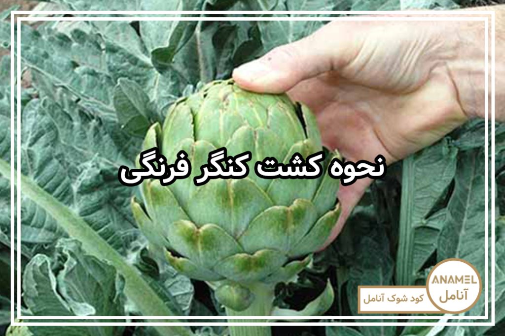 نحوه کشت کنگر فرنگی