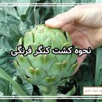 نحوه کشت کنگر فرنگی