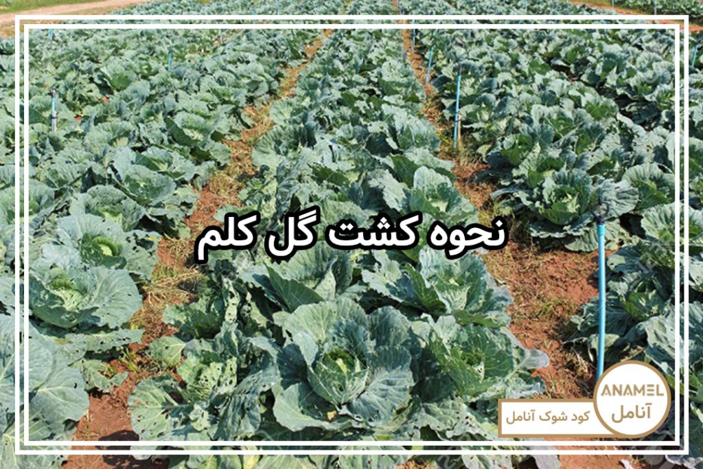 نحوه کشت گل کلم