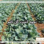 نحوه کشت گل کلم