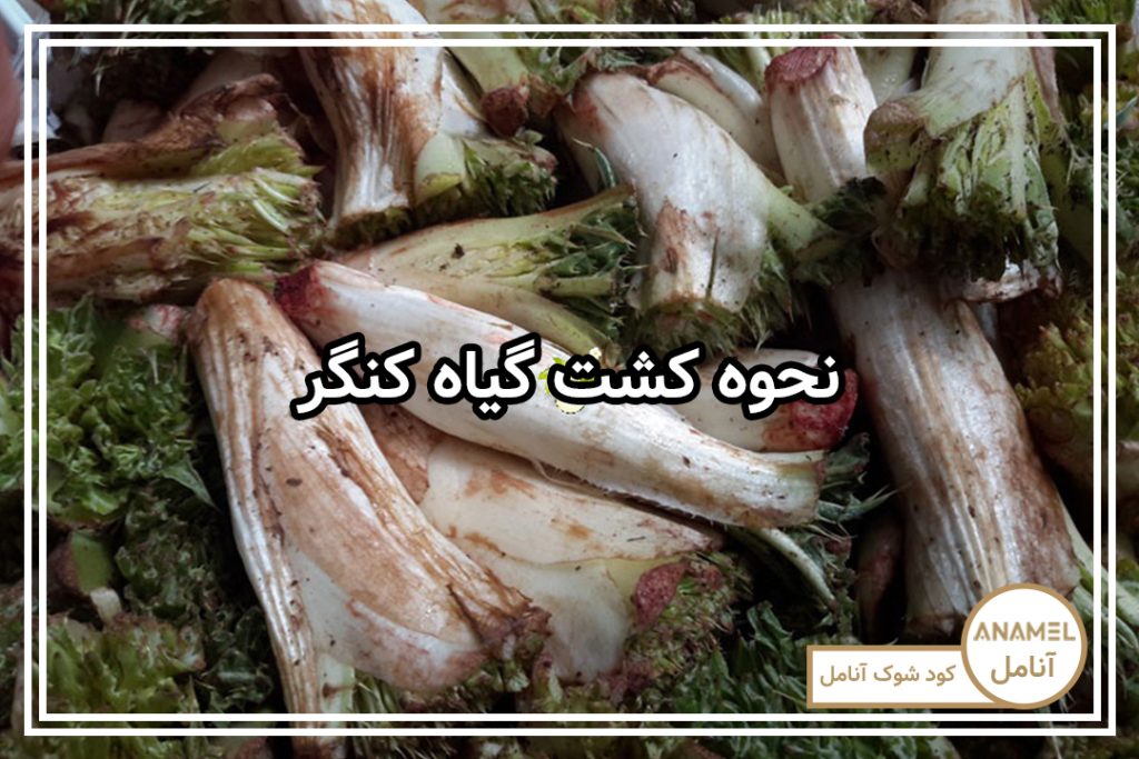 نحوه کشت گیاه کنگر