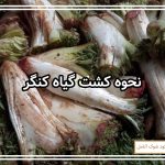 نحوه کشت گیاه کنگر