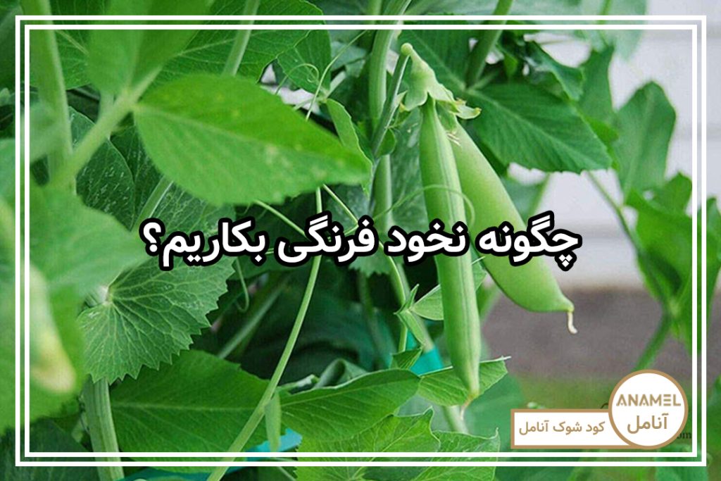چگونه نخود فرنگی بکاریم؟