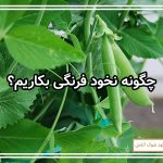 چگونه نخود فرنگی بکاریم؟