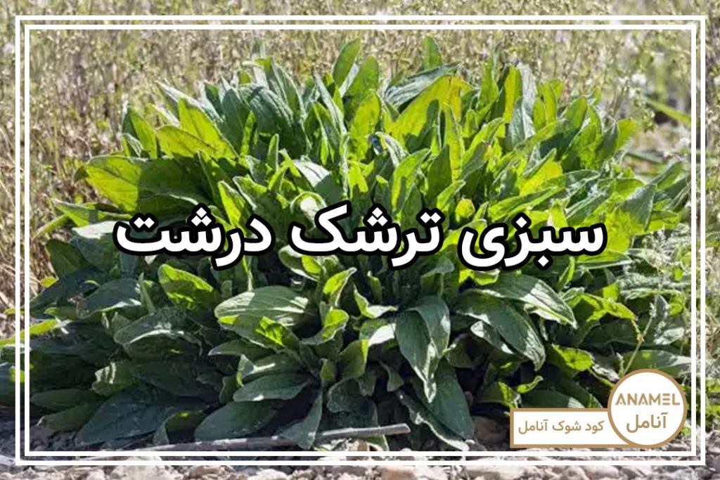 کشت سبزی ترشک درشت