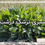کشت سبزی ترشک درشت