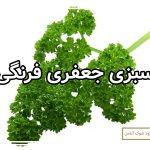 کشت سبزی جعفری فرنگی