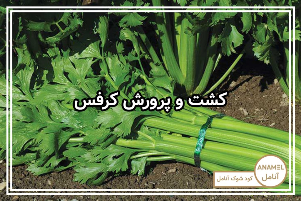 کشت و پرورش کرفس