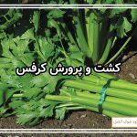 کشت و پرورش کرفس