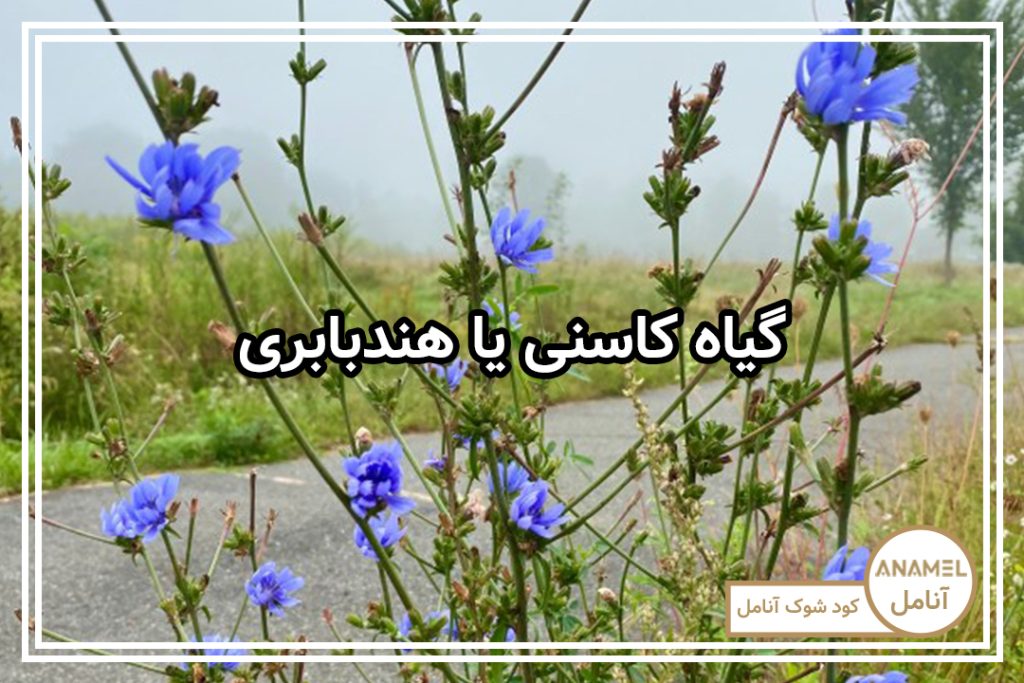 گیاه کاسنی یا هندبابری
