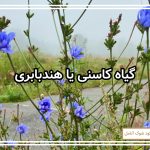 گیاه کاسنی یا هندبابری