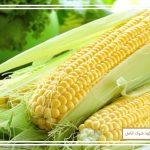 برنامه کامل کوددهی ذرت