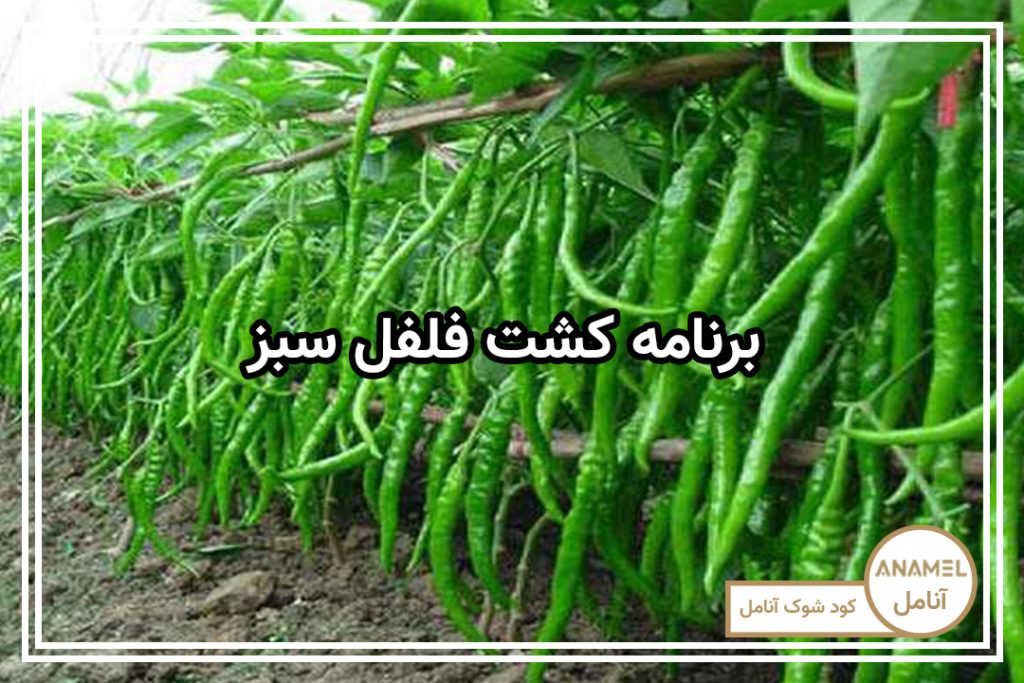 برنامه کشت فلفل سبز