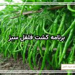 برنامه کشت فلفل سبز
