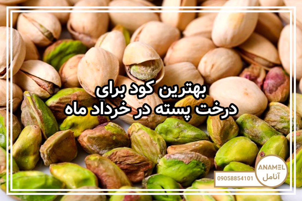 بهترین کود برای درخت پسته در خرداد ماه