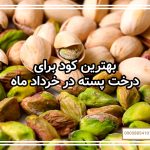 بهترین کود برای درخت پسته در خرداد ماه