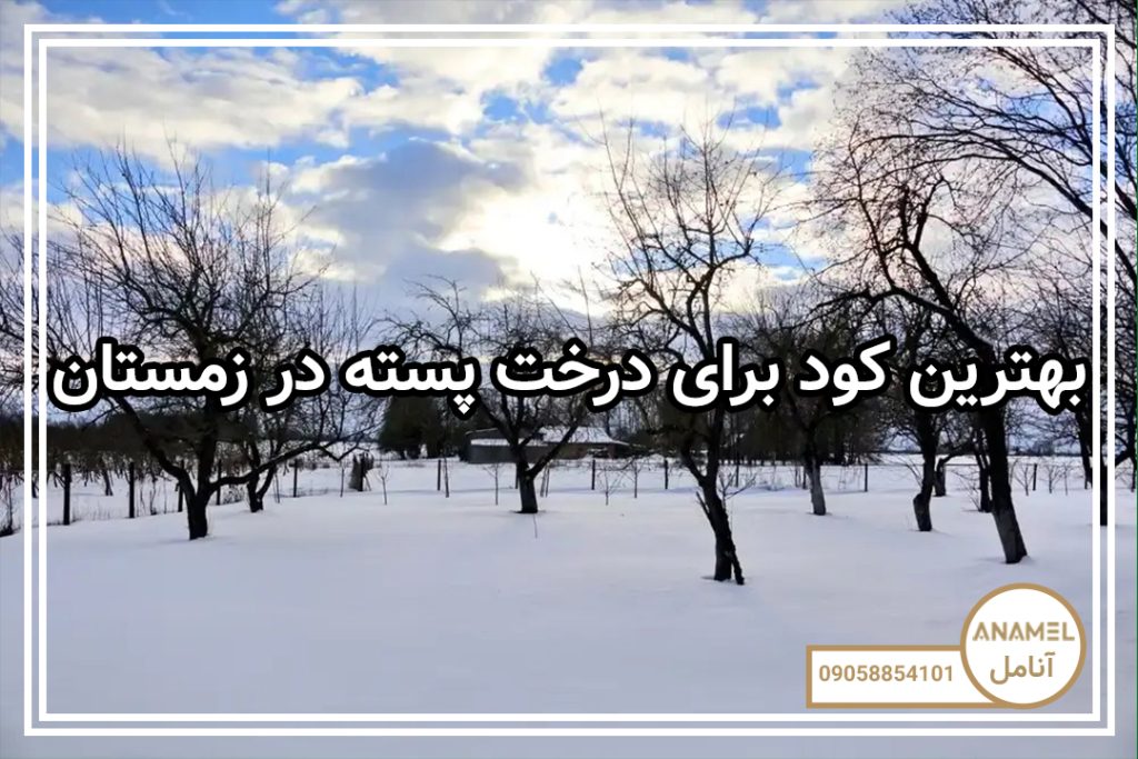 بهترین کود برای درخت پسته در زمستان