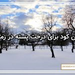 بهترین کود برای درخت پسته در زمستان
