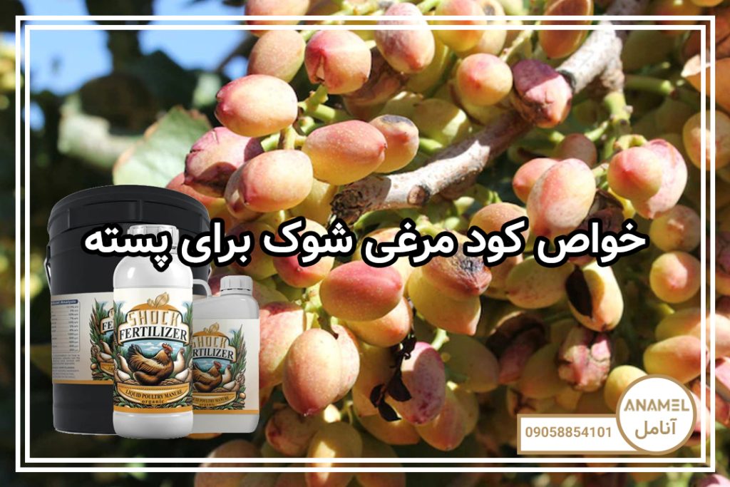 خواص کود مرغی شوک برای پسته
