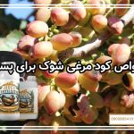 خواص کود مرغی شوک برای پسته