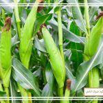 مزایای واقعی کود ذرت