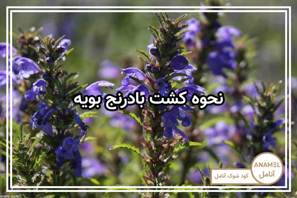 نحوه کشت بادرنج بویه