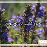 نحوه کشت بادرنج بویه