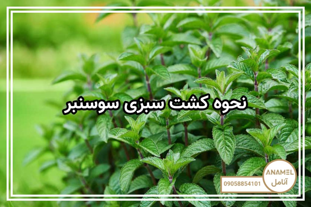 نحوه کشت سبزی سوسنبر